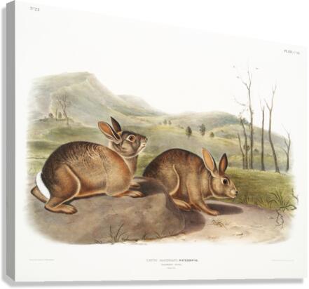 Hare Lepus Bachmani  Canvas Print