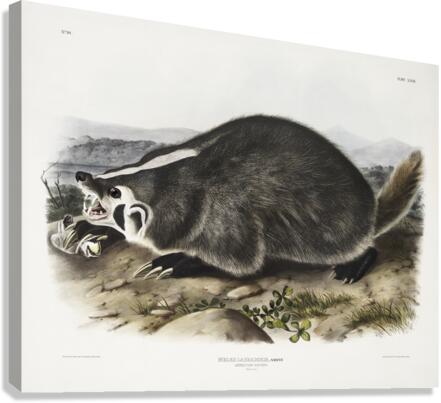 Leopard Spermophile Spermophilus tridecemlineatus  Canvas Print