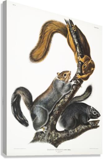 Cat Squirrel Sciurus cinereus  Canvas Print