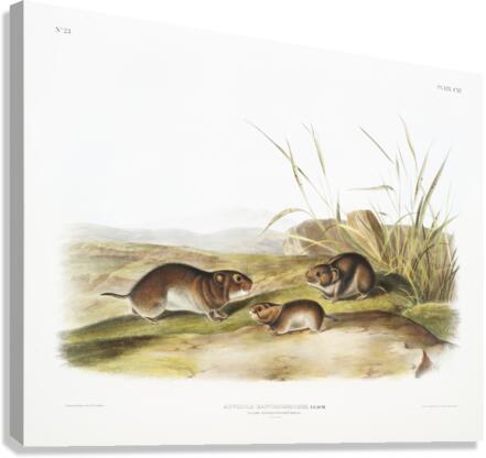 Yellow cheeked Meadow Mouse Arvicola xanthognathus  Canvas Print