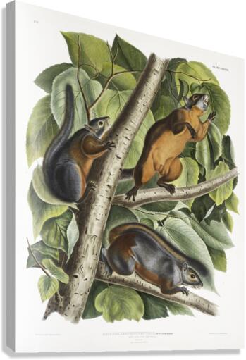 Red Texan Wolf Canis lupus  Canvas Print