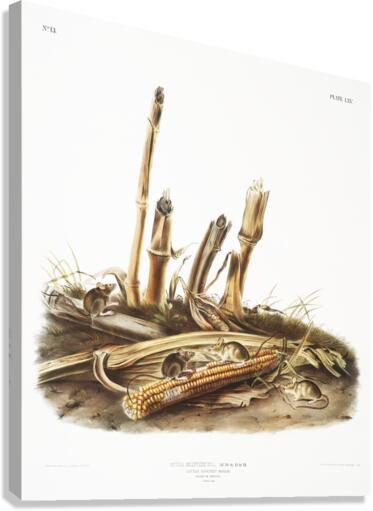 Little Harvest Mouse Mus minimus  Canvas Print