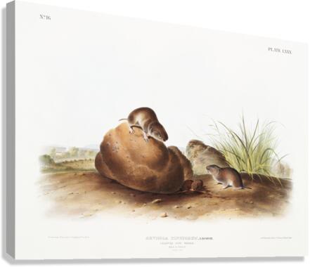 Lecontes Pine Mouse Arvocola pinetorum  Canvas Print