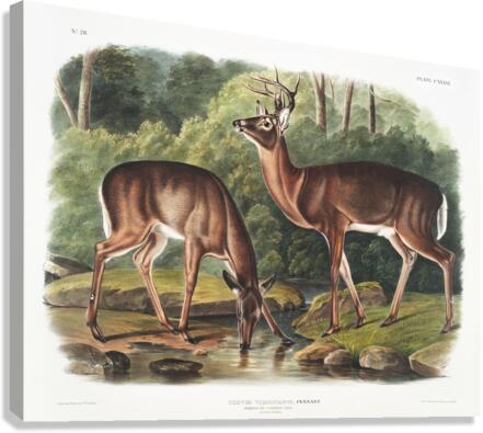 Deer or Virginian Deer Cervus Virginianus  Canvas Print