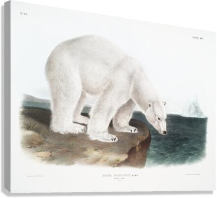 American Beaver Castor fiber Americanus  Canvas Print