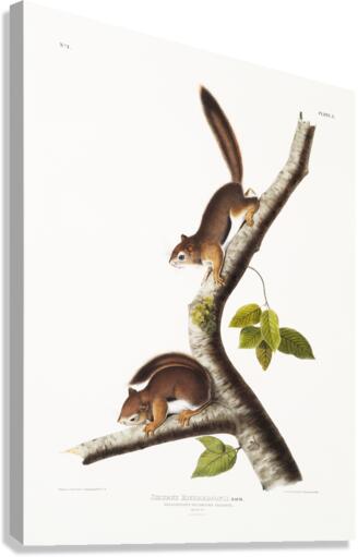 Columbian Squirrel Sciurus Richardsonii  Canvas Print