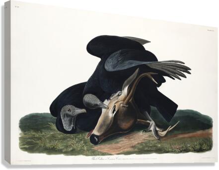 Black Vulture or Carrion Crow Canvas Print
