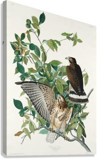 Broad-winged Hawk Canvas Print