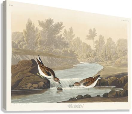 Little Sandpiper Canvas Print