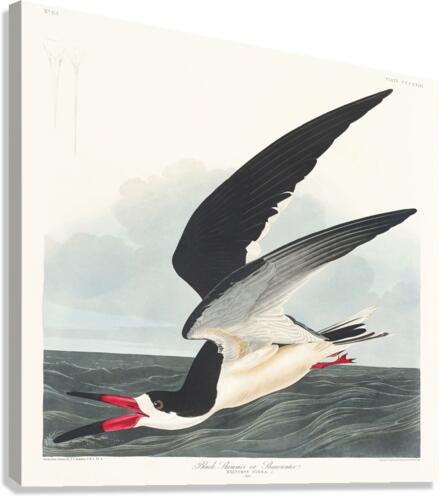 Black Skimmer Canvas Print