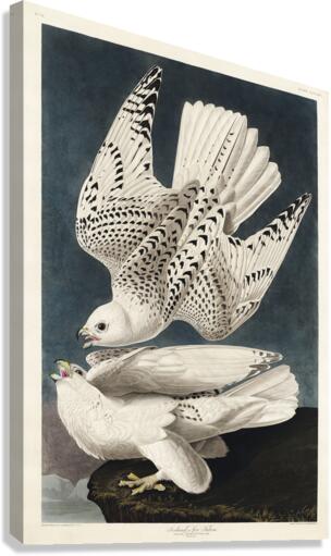 Iceland or Jer Falcon Canvas Print