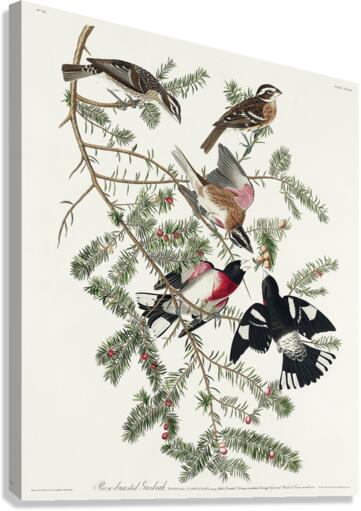 Rose-breasted Grosbeak Canvas Print