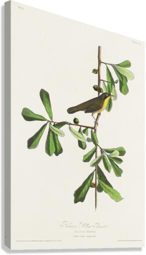 Roscoes Yellow-throat Canvas Print