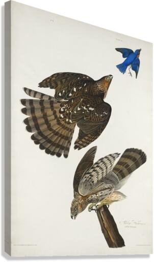 Stanley Hawk Canvas Print