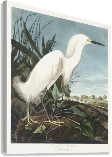 Snowy Heron or White Egret Canvas Print
