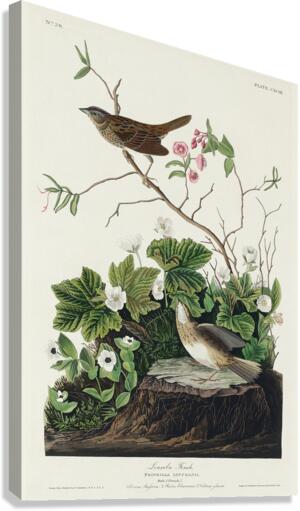 Lincoln Finch Canvas Print