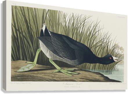 American Coot Canvas Print
