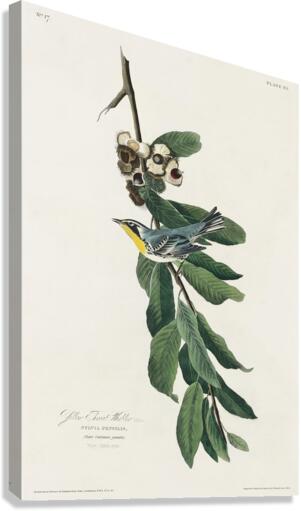 Yellow Throated Warbler Canvas Print