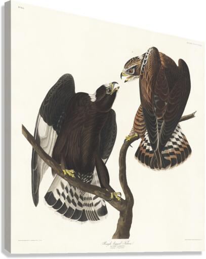 Rough-legged Falcon Canvas Print
