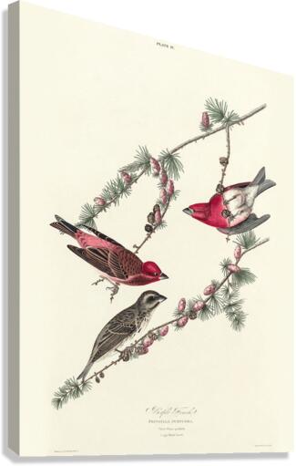 Purple Finch Canvas Print