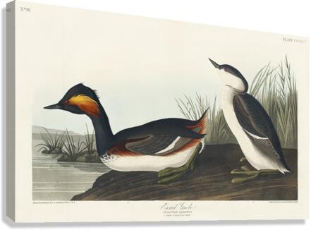 Eared Grebe Canvas Print
