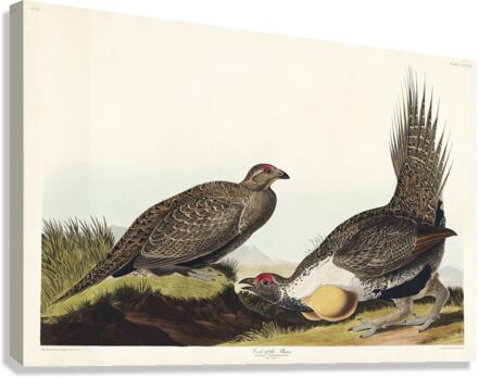 Cock of the Plains Canvas Print