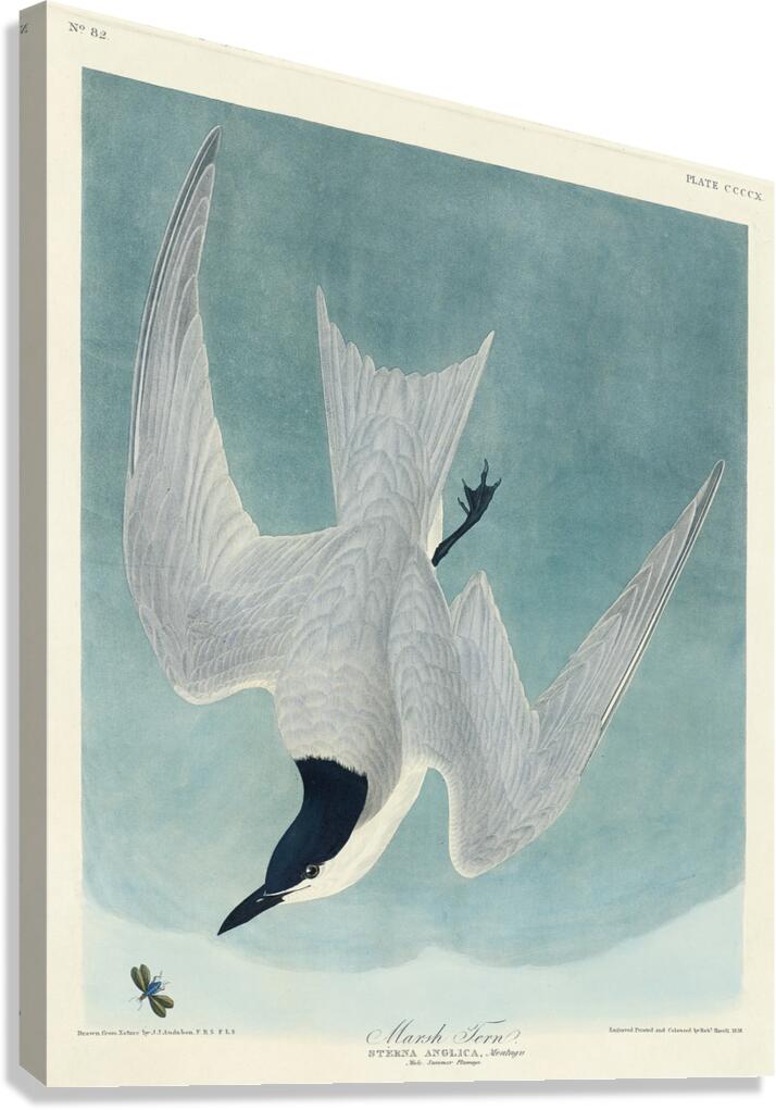 Lenaida Dove Canvas Print