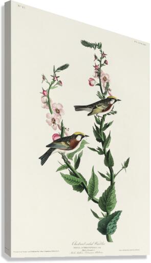 Chestnut-sided Warbler Canvas Print