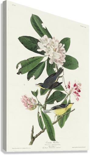 Canada Warbler Canvas Print
