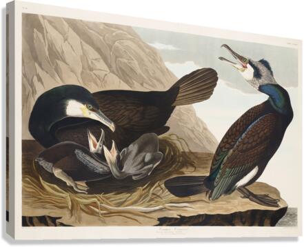 Common Cormorant Canvas Print