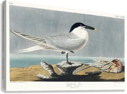 Sandwich Tern Canvas Print