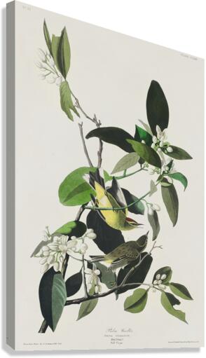 Palm Warbler Canvas Print
