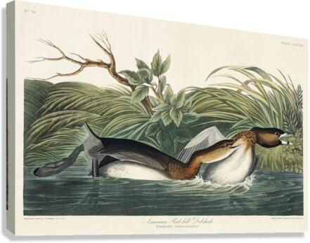 American Pied-billed Canvas Print