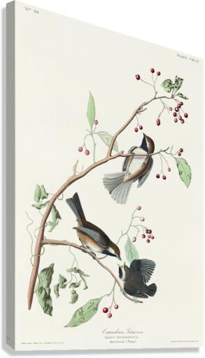 Canadian Titmouse Canvas Print