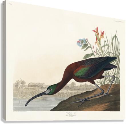 Glossy Ibis Canvas Print