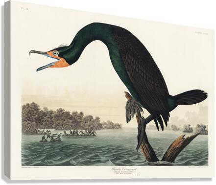 Florida Cormorant Canvas Print
