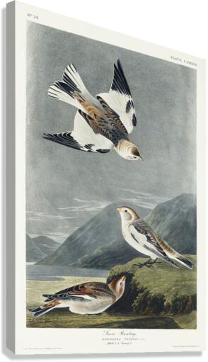Snow Bunting Canvas Print