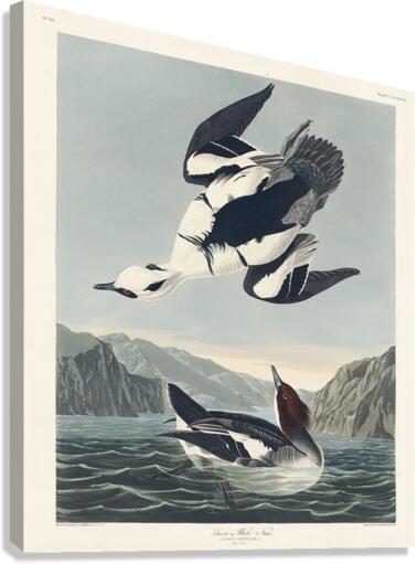 Smew or White Nun Canvas Print