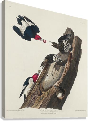 Red-headed Woodpecker Canvas Print
