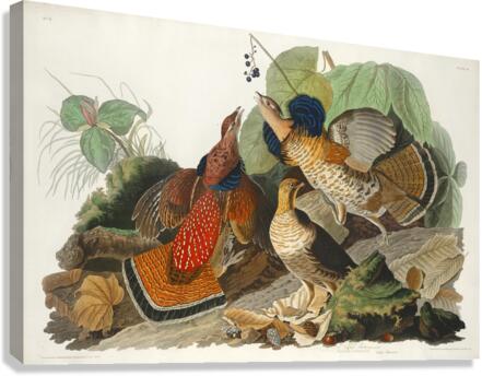 Ruffed Grouse Canvas Print