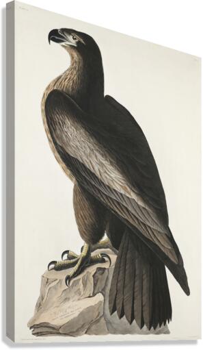 The Bird of Washington or Great American Sea Eagle Canvas Print