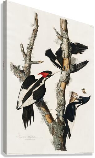 Ivory-billed Woodpecker Canvas Print