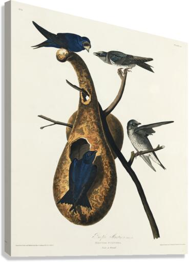 Purple Martin Canvas Print