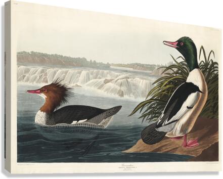 Goosander Canvas Print