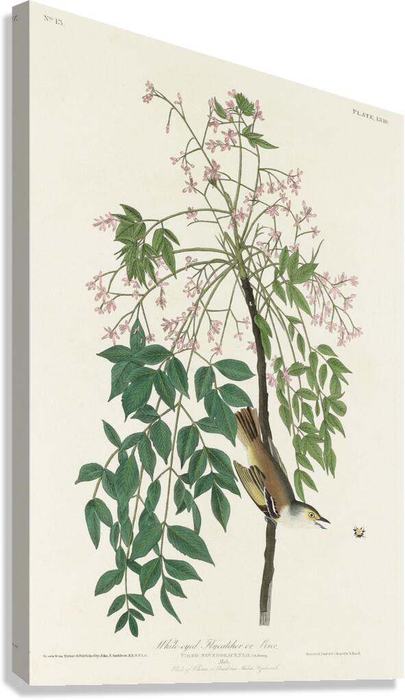 White-eyed Flycatcher or Vireo Canvas Print