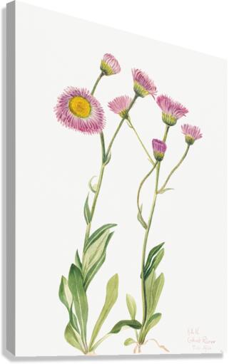 Meadow Fleabane Erigeron speciosus 1920 Canvas Print