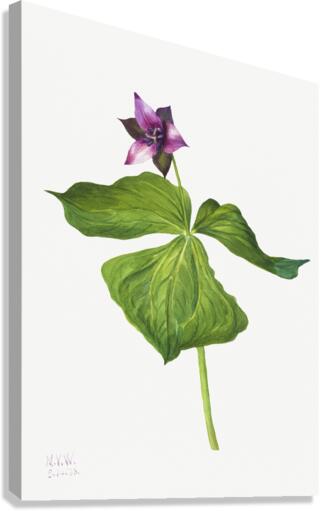 Trillium erectum 1938 Canvas Print