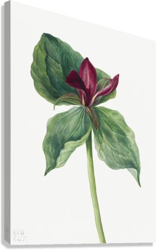 Water Lilies Castalia odorata 1879 Canvas Print