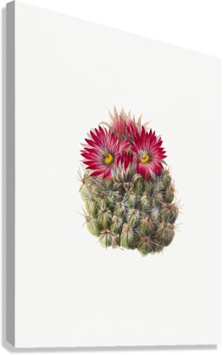 Hedgehog Cactus Coryphantha arizonica 1933 Canvas Print