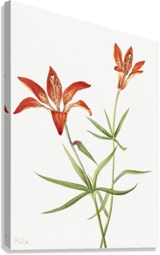 Lily Lilium montanum 1900–1920 Canvas Print